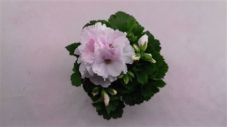 Pelargonium Grandi Mona Lisa White