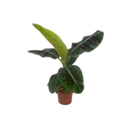 Musa Dwarf Cavendish