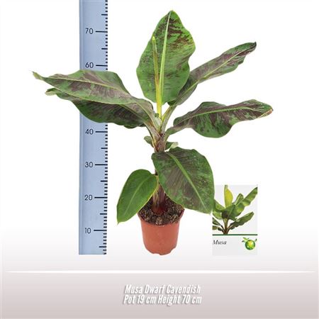 Musa Dwarf Cavendish