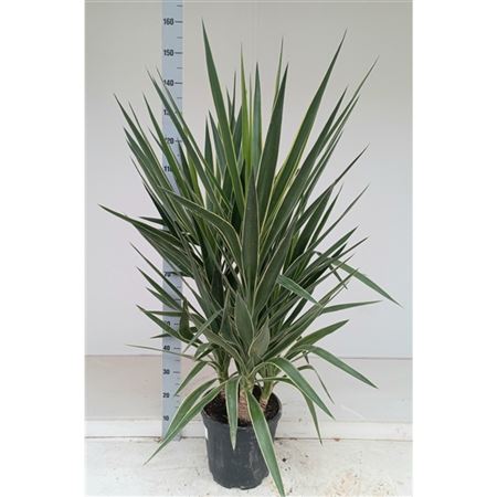 Yucca Elephantipes Puck P28 3pp