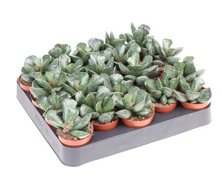 Adromischus Cooperii