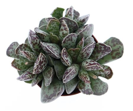 Adromischus Cooperii