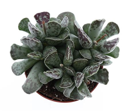 Adromischus Cooperii