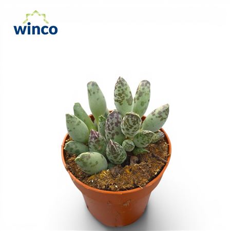 Adromischus Festivus
