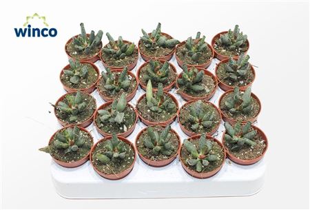 Adromischus Festivus