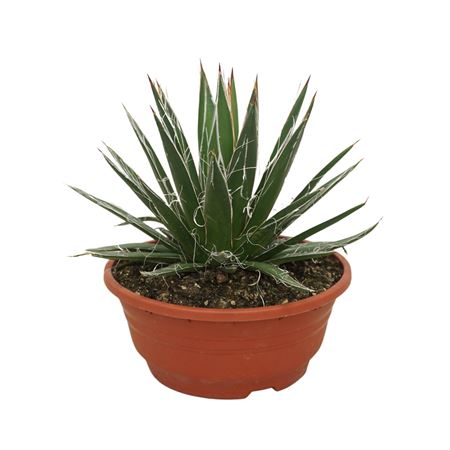 Agave Filifera