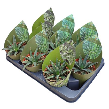 Agave Victoriae Reginae Potcover