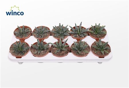 Agave Victoriae-reginae