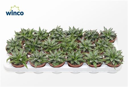 Agave Victoriae-reginae