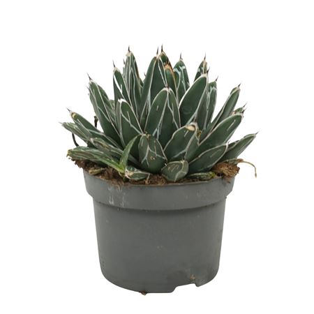 Agave Victoria 13 Cm