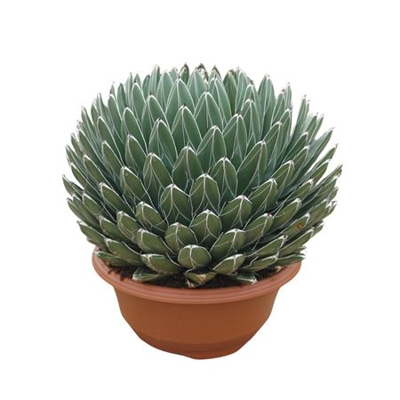 Agave Victoriae Reginae 35 Cm
