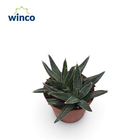 Agave Victoriae-reginae (group)