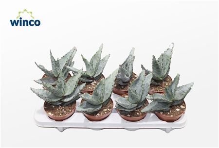 Aloe Reitzii (group)