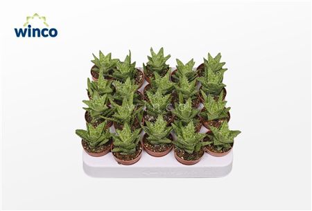 Aloe Squarrosa