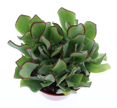 Crassula Aborescens
