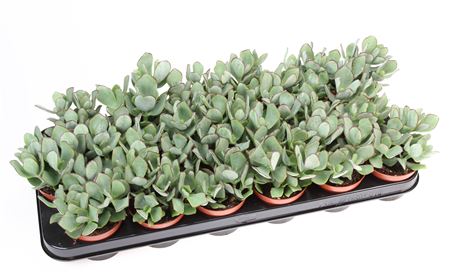 Crassula Aborescens