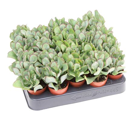 Crassula Aborescens