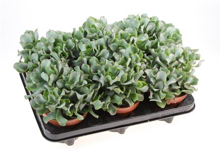 Crassula Aborescens
