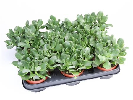 Crassula Aborescens