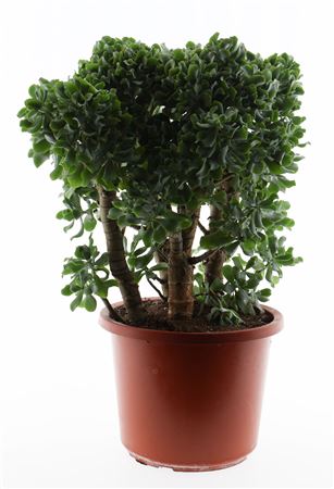 Crassula Aborescens