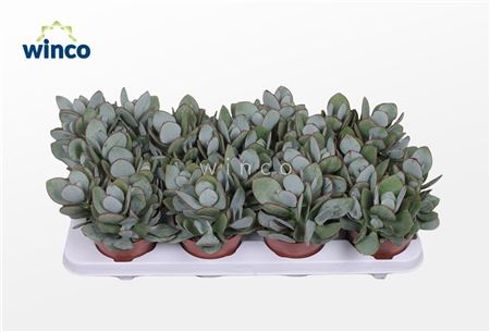Crassula Arborescens