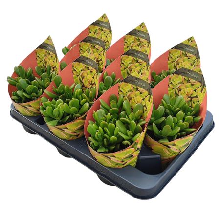 Crassula Portulacea Potcover