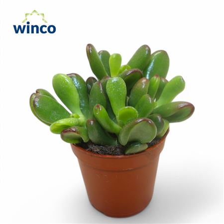 Crassula Convoluta