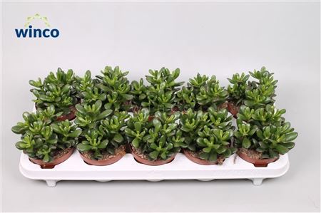 Crassula Convoluta