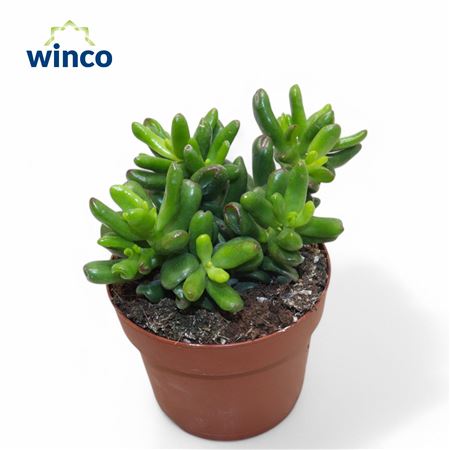 Crassula Convoluta