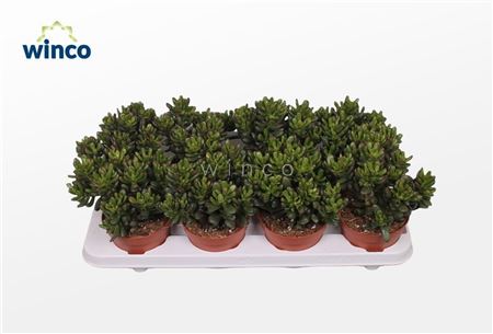 Crassula Convoluta