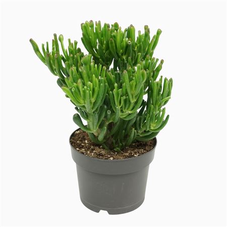 Crassula Gollum