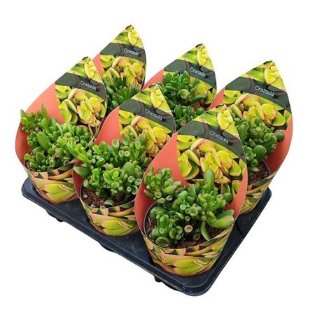 Crassula Portulacea Gollum Potcover