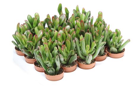 Crassula Gollum