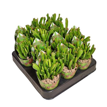 Crassula Portulacea Gollum Potcover