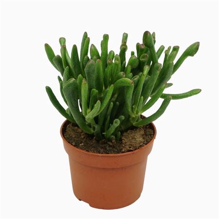 Crassula Gollum