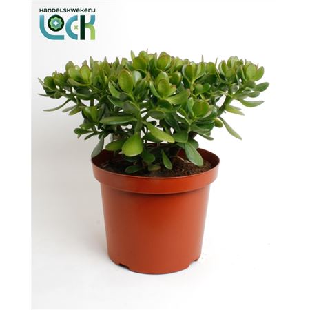 Crassula Ovata.