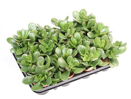 Crassula Ovata.