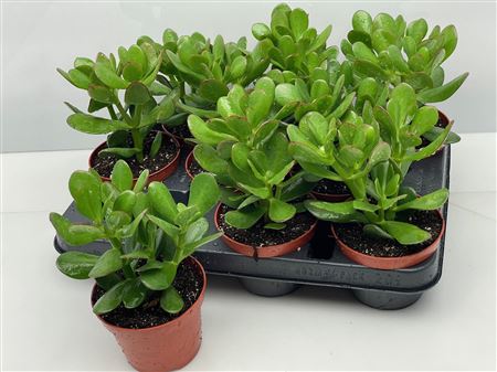 Crassula Ovata.