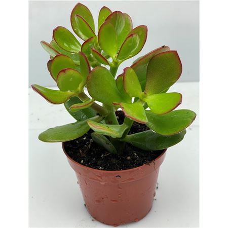 Crassula Ovata.
