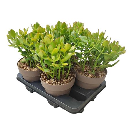 Crassula Portulacea Potcover