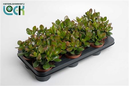 Crassula Argentea
