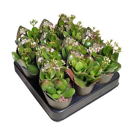 Crassula Portulacea Potcover