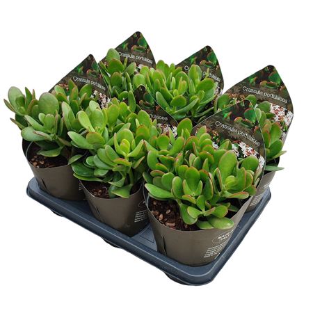 Crassula Portulacea Potcover