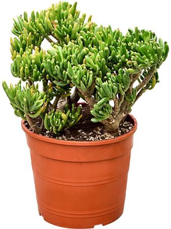 Crassula Hobbit