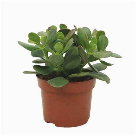 Crassula Portulaca 27 Cm