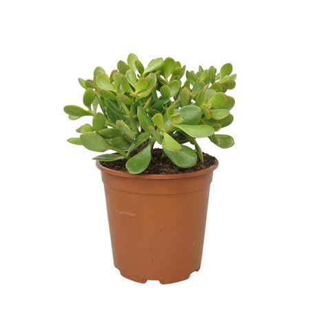 Crassula Portulaca 24 Cm