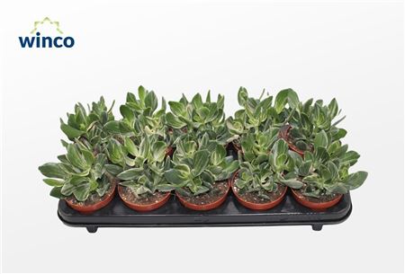 Crassula Ovata Variagata