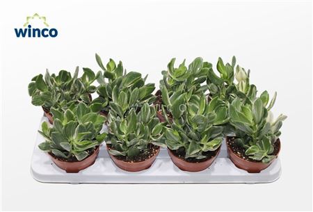 Crassula Ovata Variegata