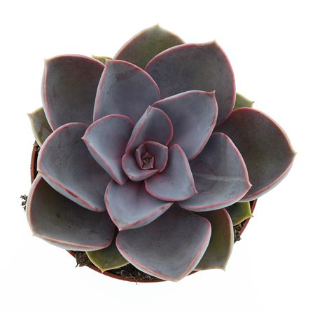Echeveria Perle Von Nurnberg