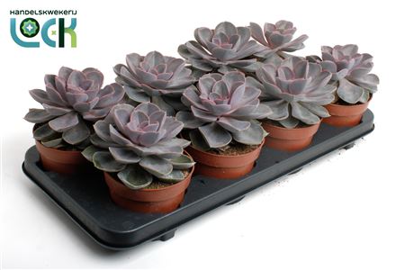 Echeveria Perle Von Nurnberg